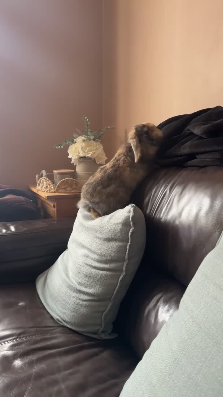 Mini Lop rabbits for sale: Cute Harley Quinn Mini Lop Baby Rabbit - Video 1