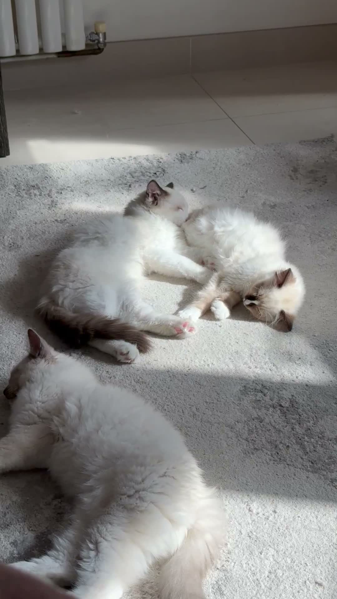 Ragdoll cats for sale: !!READY TO LEAVE!! ragdoll kittens - MALE - Video 1