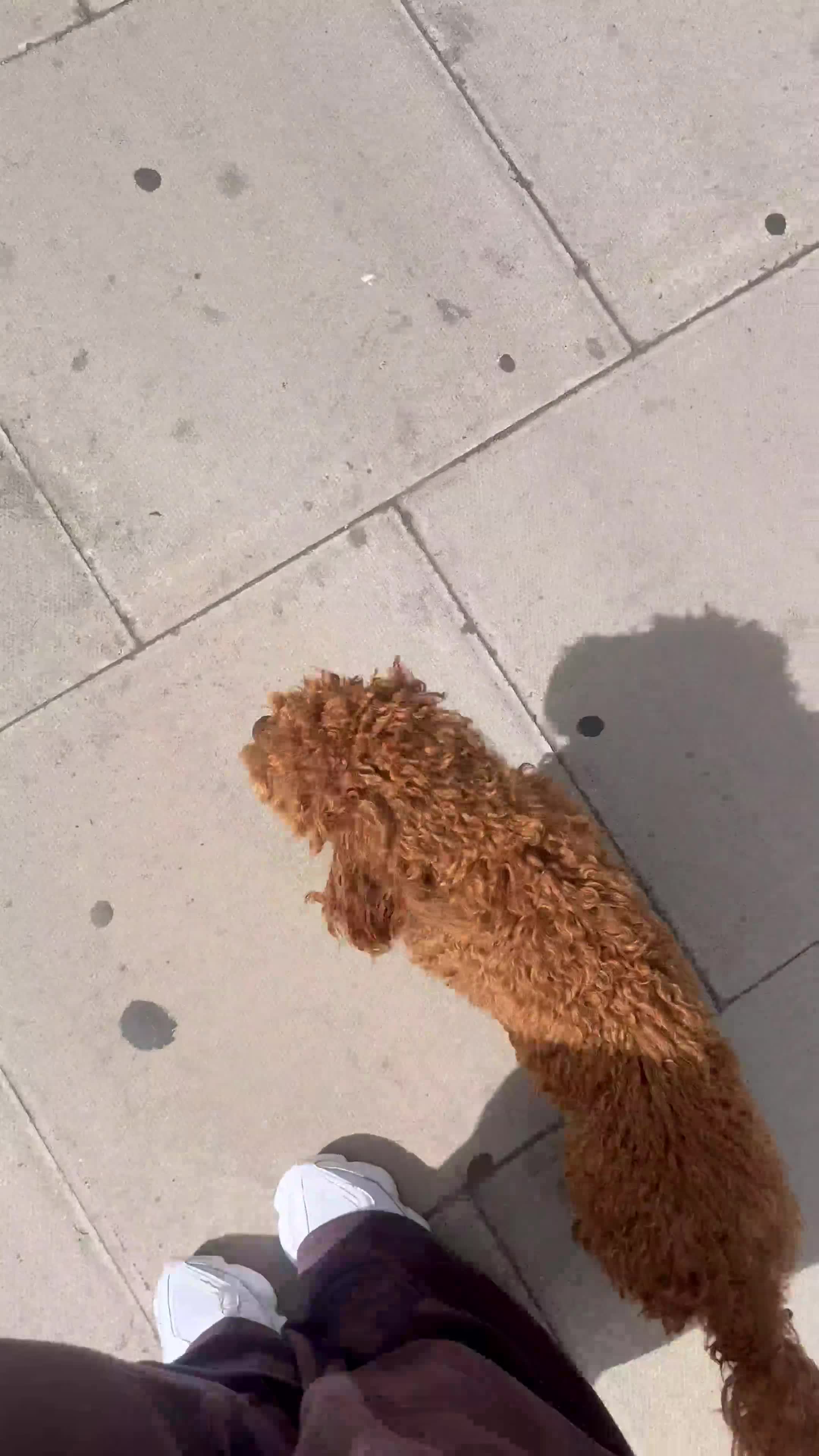 Cavapoo dogs for sale: 1 yr old Cavapoo - Exceptionally trained & loving - Video 2