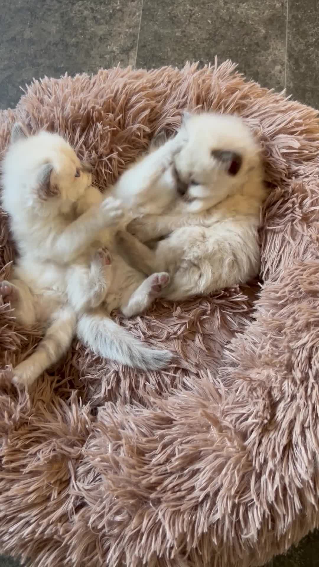 Ragdoll cats for sale: Gorgeous ragdoll kittens  in Bishop Auckland - Video 1