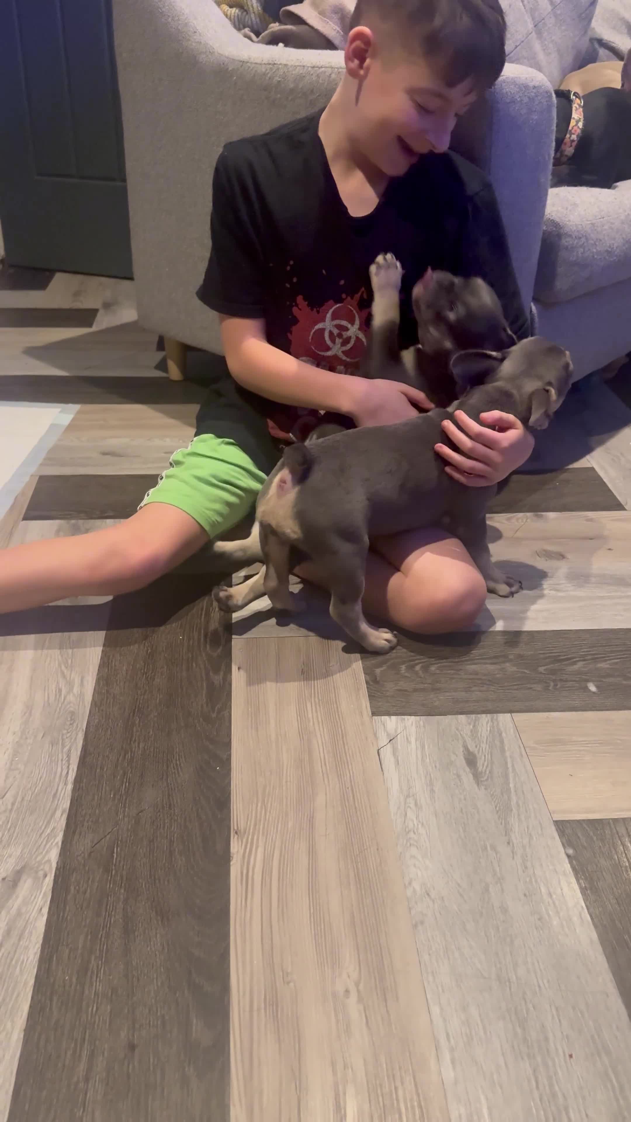 French Bulldog dogs for sale: 2 beautiful girls looking for their forever homes - Video 2