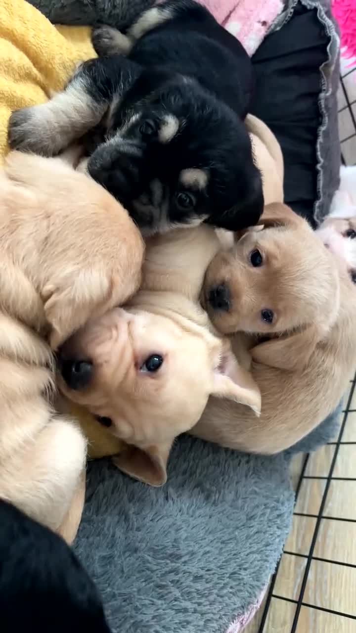 Mixed Breed dogs for sale:  Healthy Cavapoo x French Velvet Bulldog Puppies - Video 2