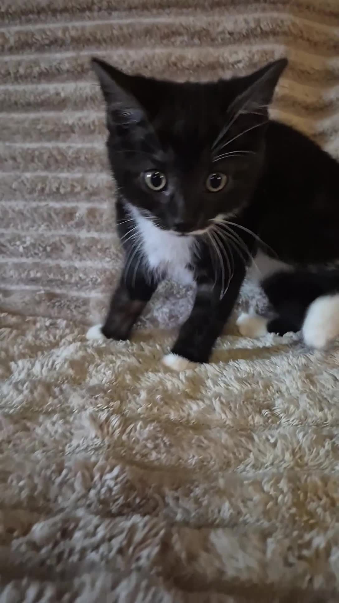 Mixed Breed cats for sale: Male black & White READY  - Video 2