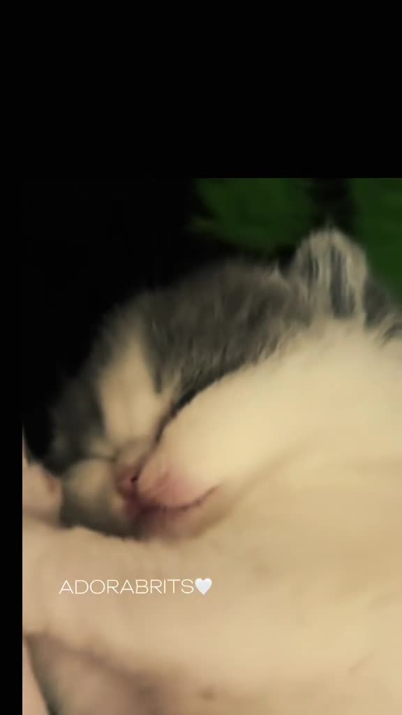 British Shorthair cats for sale: 🐾GCCF Registered British Shorthair Kittens🐾 - Video 1