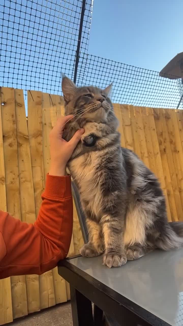 Maine Coon cats for sale: Maine coon kittens - Video 1