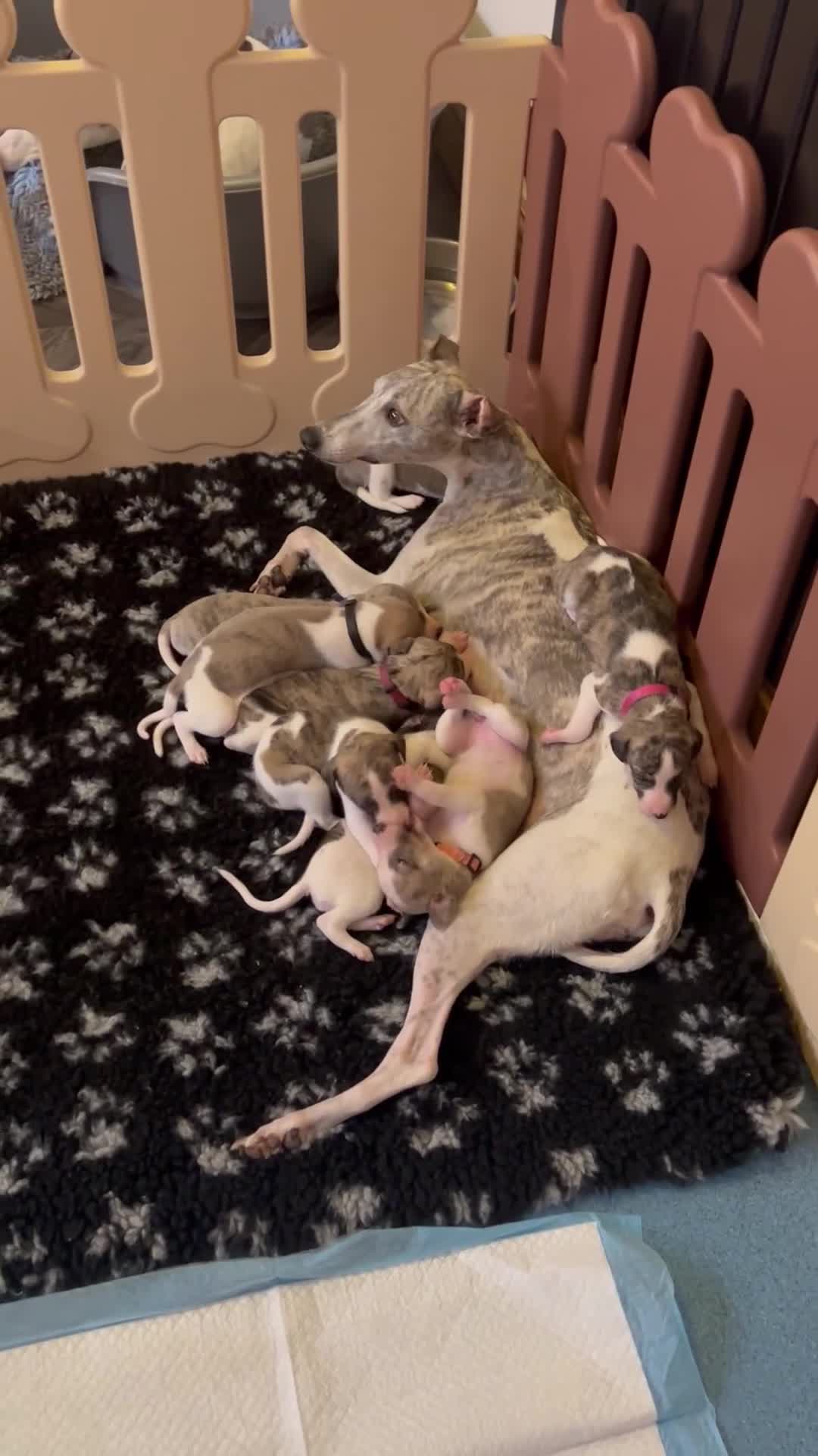 Whippet dogs for sale: A beautiful-well bred litter of small whippets  - Video 2