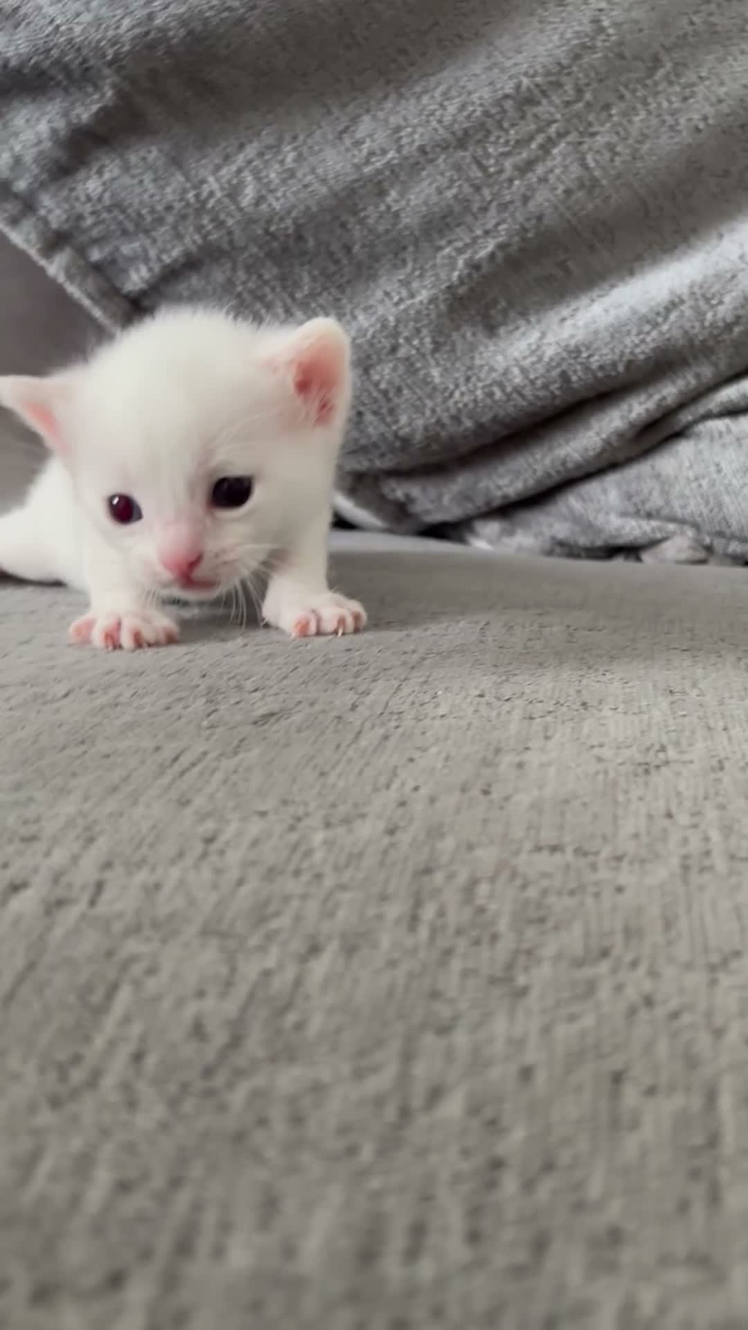 Mixed Breed cats for sale: Pure white male Turkish Angora/Domestic Short Hair - Video 2