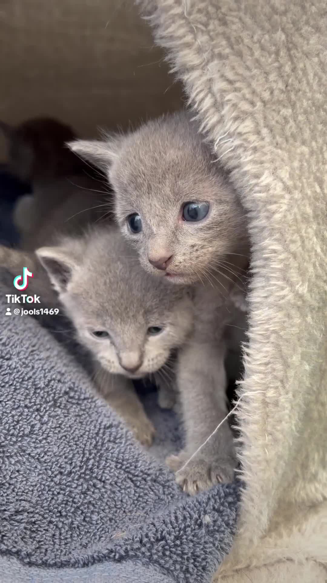 Russian Blue cats for sale: 6 Stunning GCCF Russian Blue Kittens 🐾  - Video 3