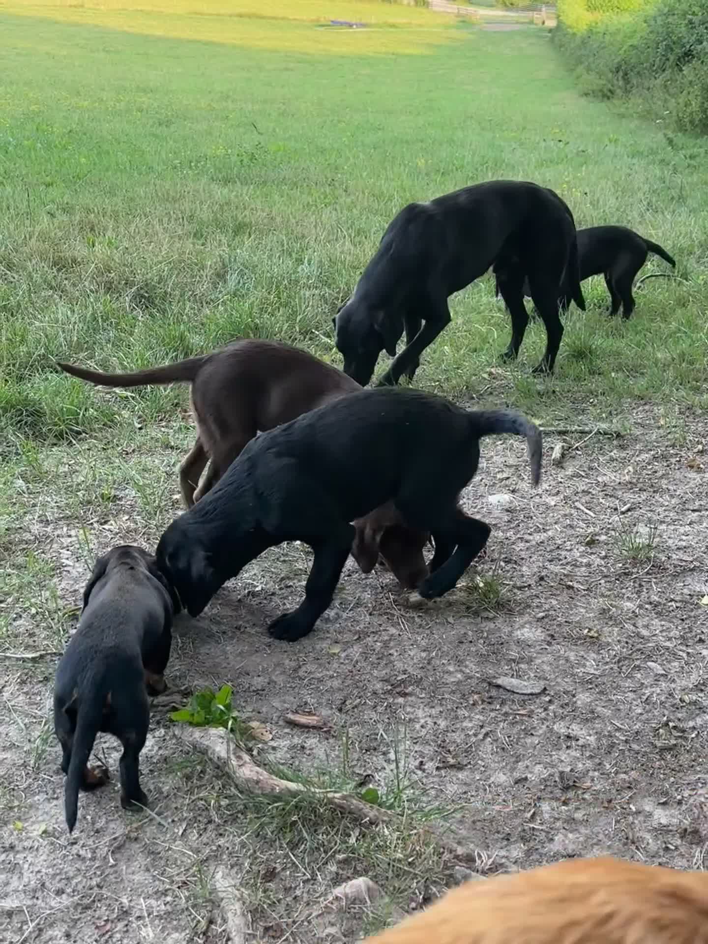 Labrador Retriever dogs for sale: Gorgeous Labrador Puppies, Ready to go.  - Video 1