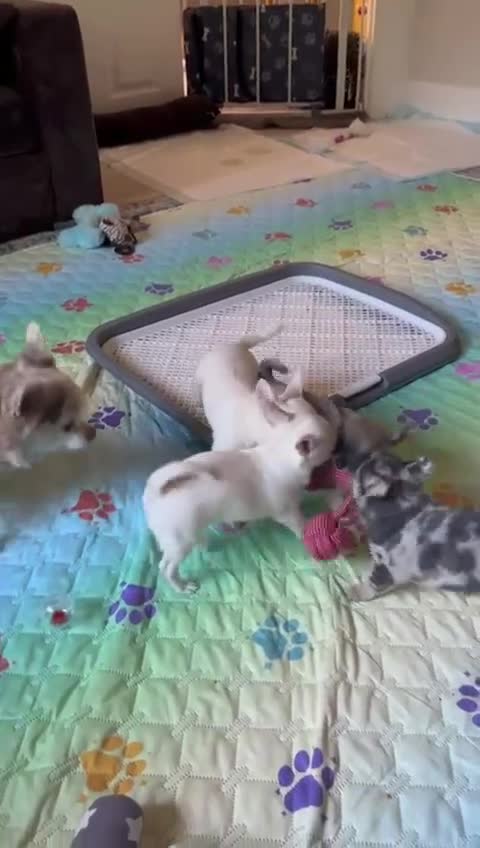 Chihuahua dogs for sale: 4 Chihuahua puppies  - Video 1