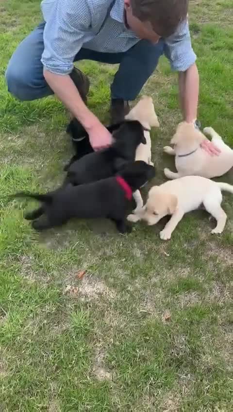 Labrador Retriever dogs for sale: Litter of Labrador Retrievers in Northallerton - Video 1