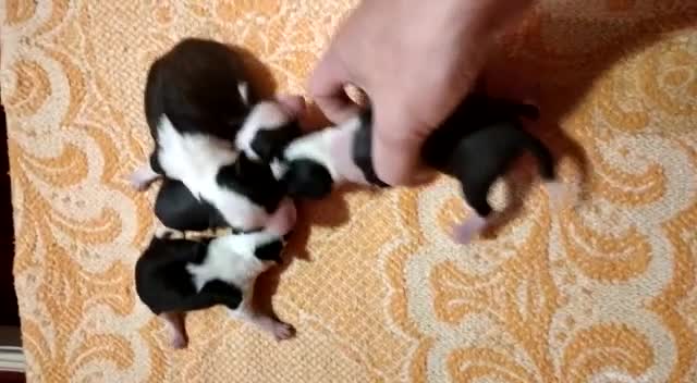 Basenji dogs for stud: Basenji proven at stud in Llanymynech - Video 1