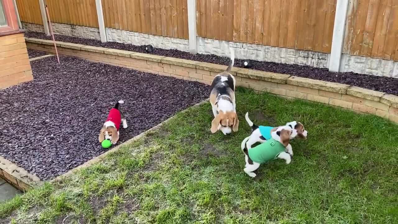 Beagle dogs for sale: CH Sired, Fully Health Tested, KC Reg, Beagle Pups - Video 1