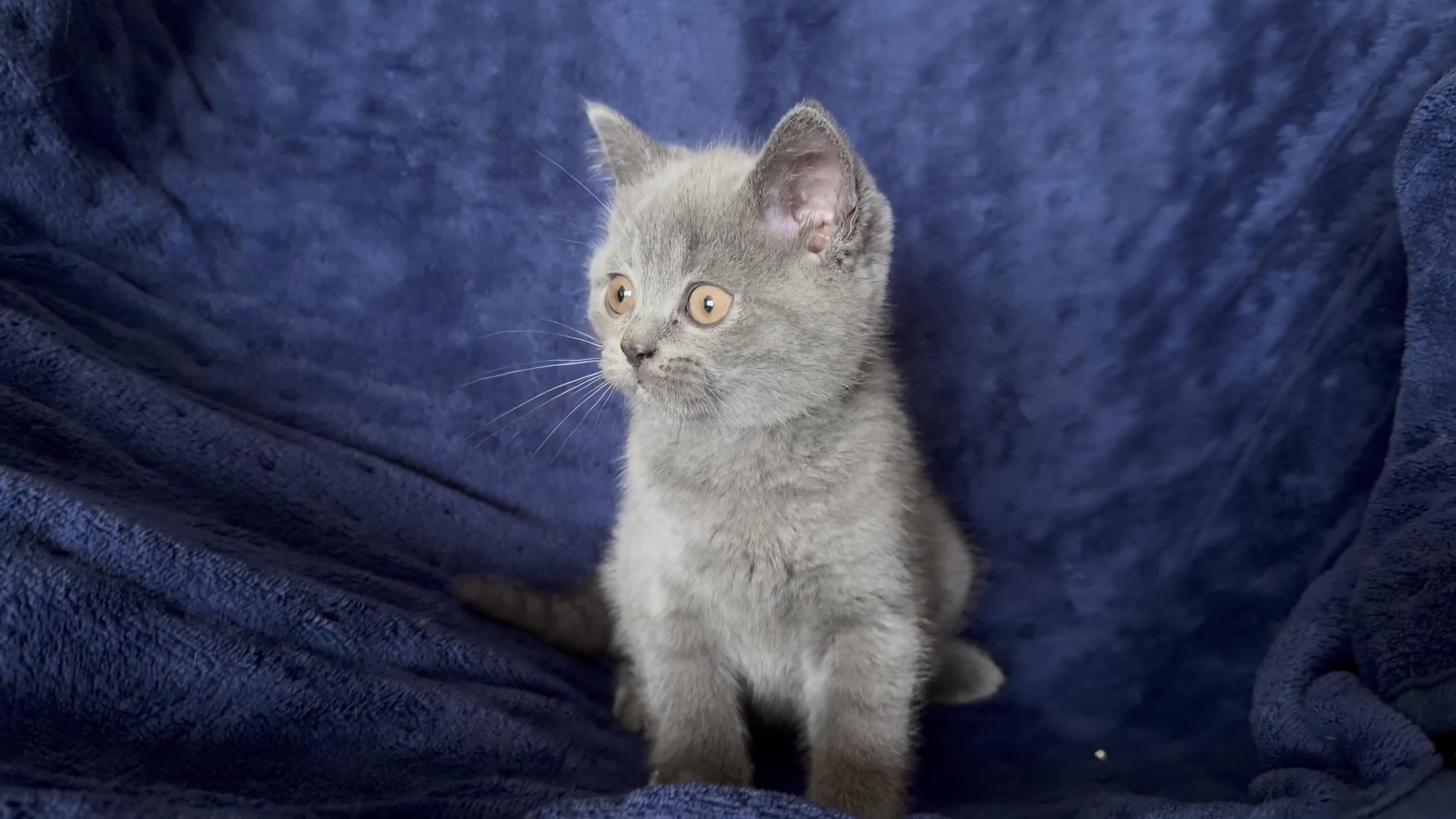 British Shorthair cats for sale: GCCF British Shorthair kittens - Blue and lilac! - Video 1