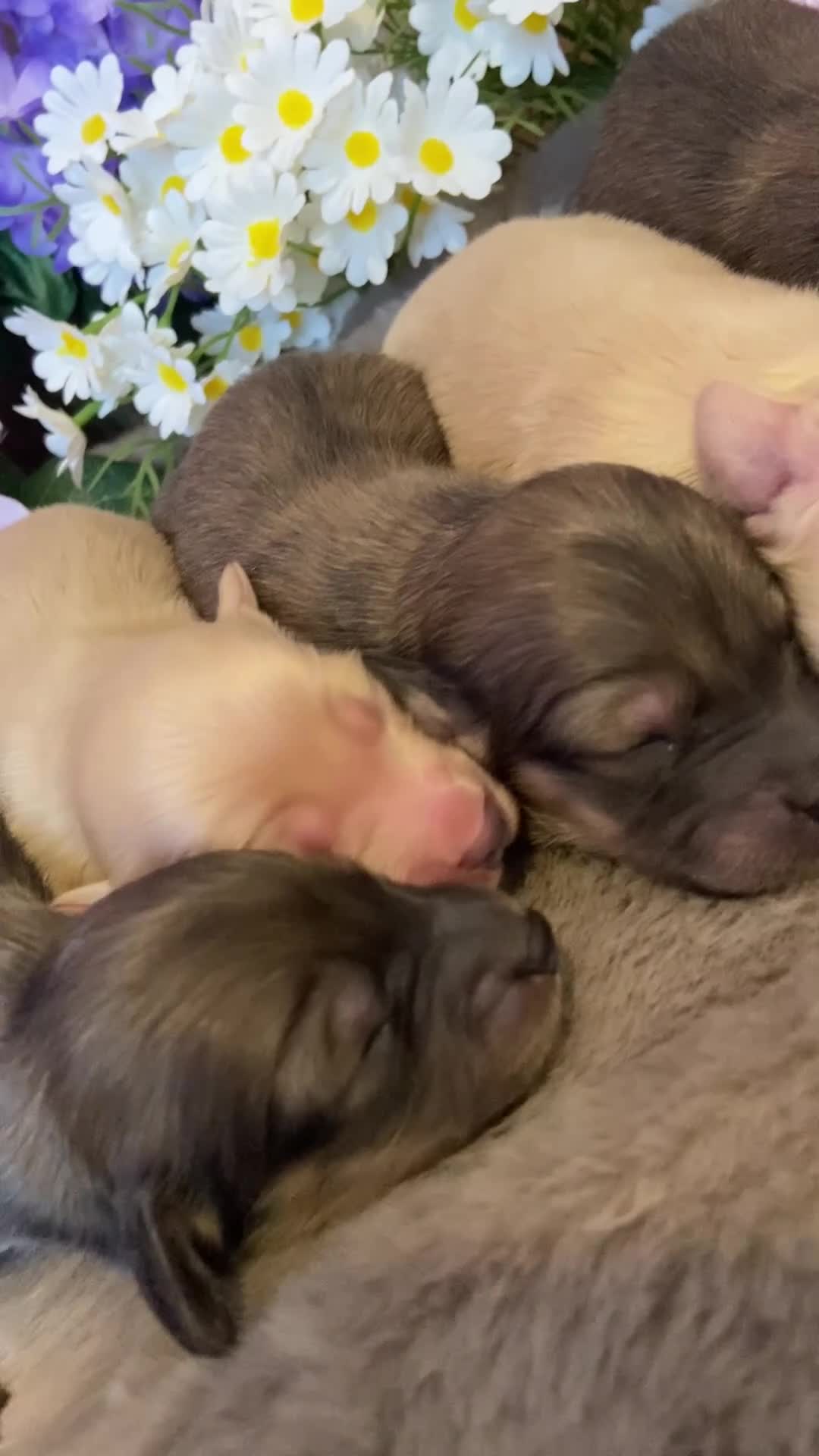 Miniature Dachshund dogs for sale: ⭐️Beautiful cream miniature dachshund puppies⭐️  - Video 1