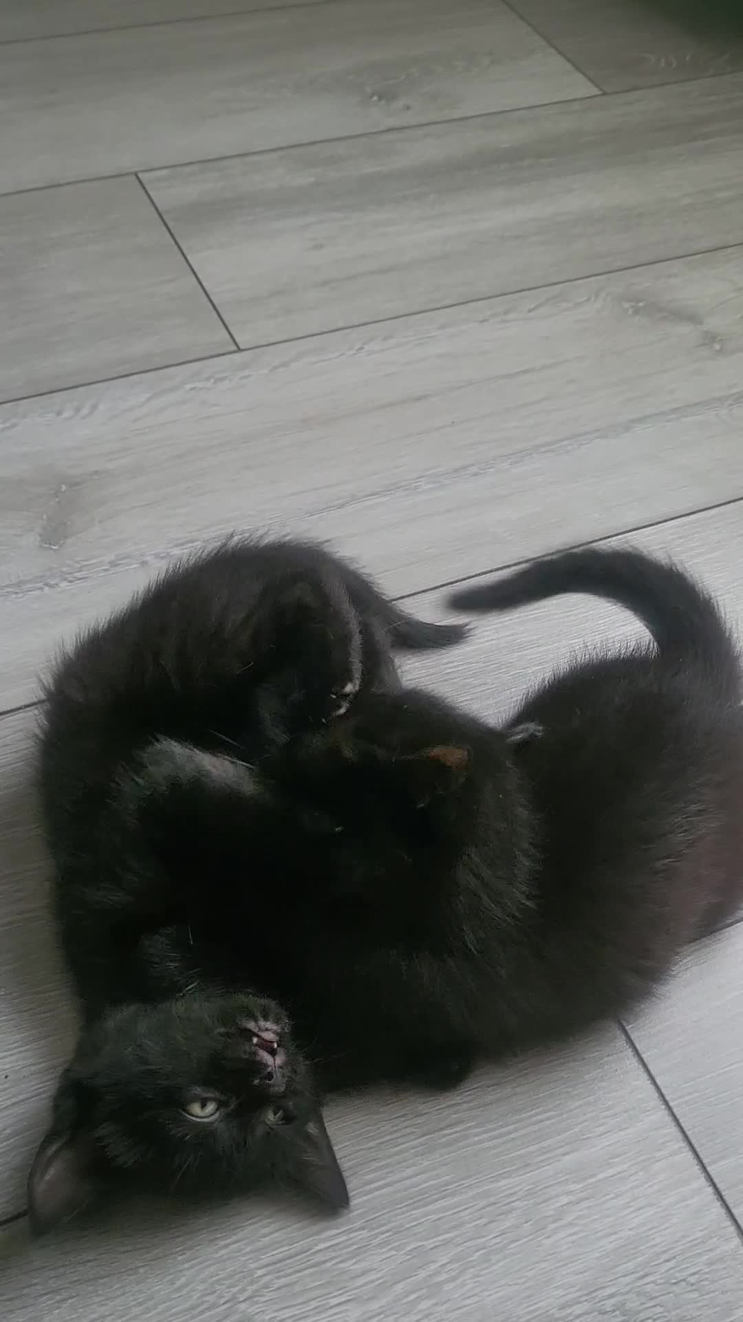 Domestic Shorthair cats for sale: (Negotiable price) 2 kittens and mother  - Video 1