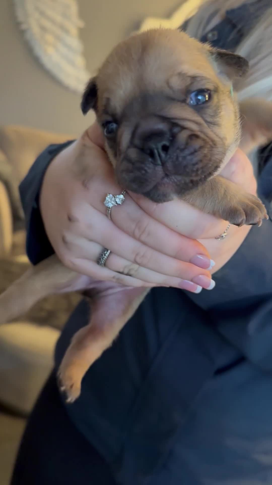 English Bulldog dogs for sale: Traditional English Bulldog Puppies  - Video 2