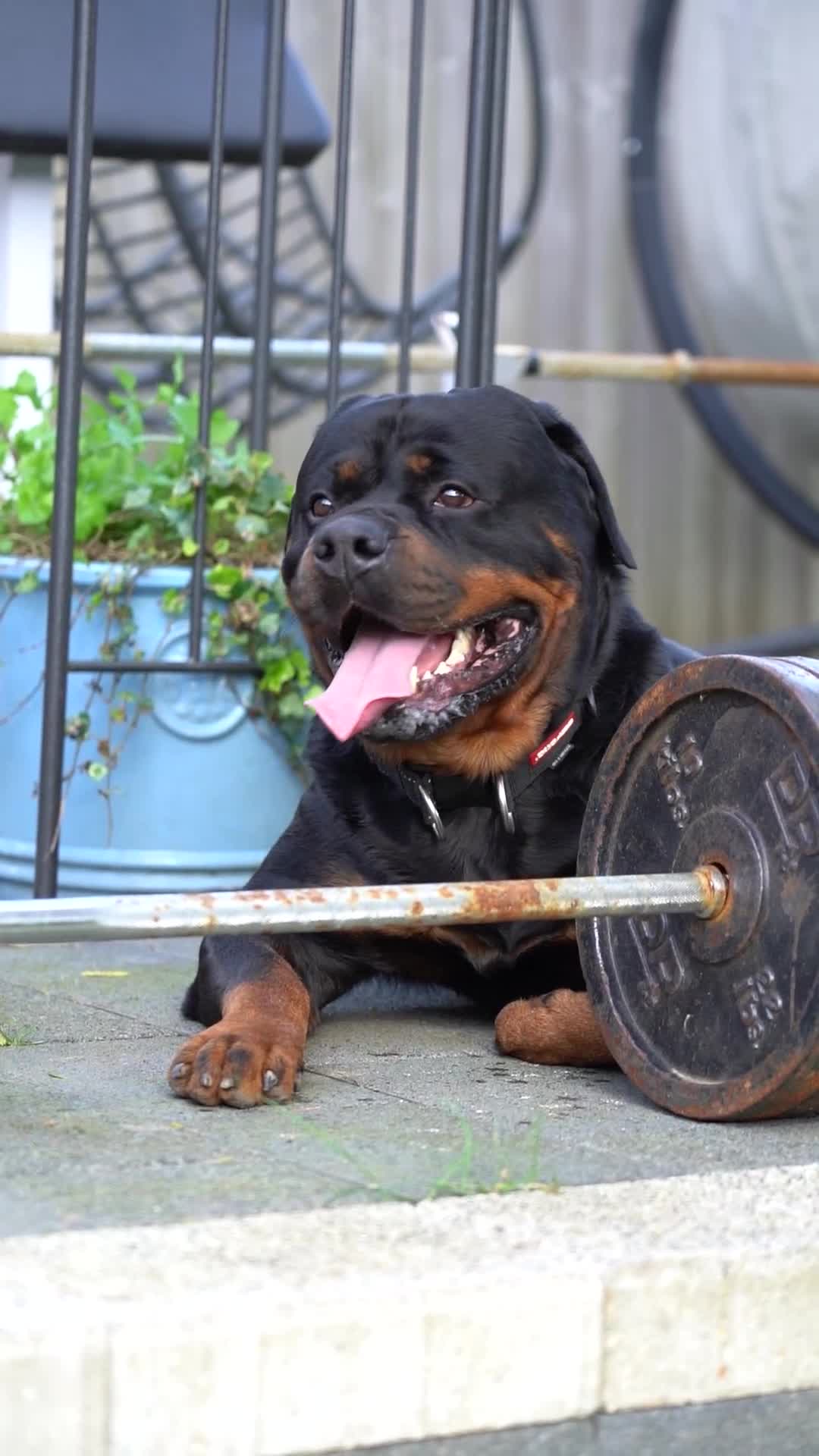 Rottweiler dogs for stud: Beautiful German Rottweiler stud  - Video 3