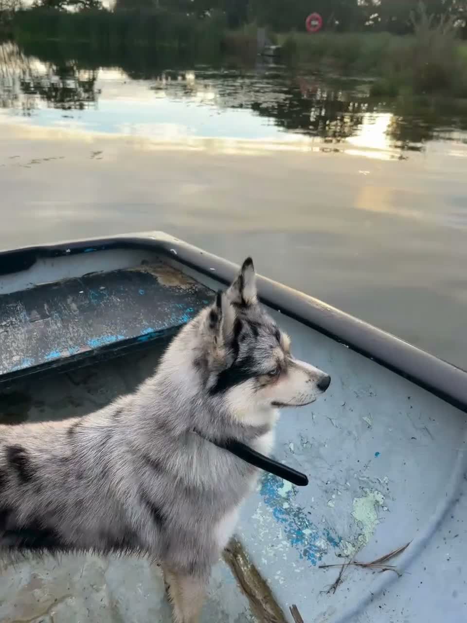 Pomsky dogs for stud: Stunning Blue-Eyed Merle Pomsky Stud  in Port Talbot - Video 1