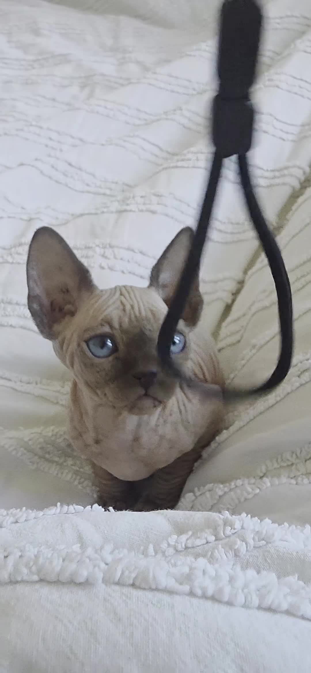 Sphynx cats for sale: Stunning Male Sphynx Kittens. Ready now! in Telford - Video 2