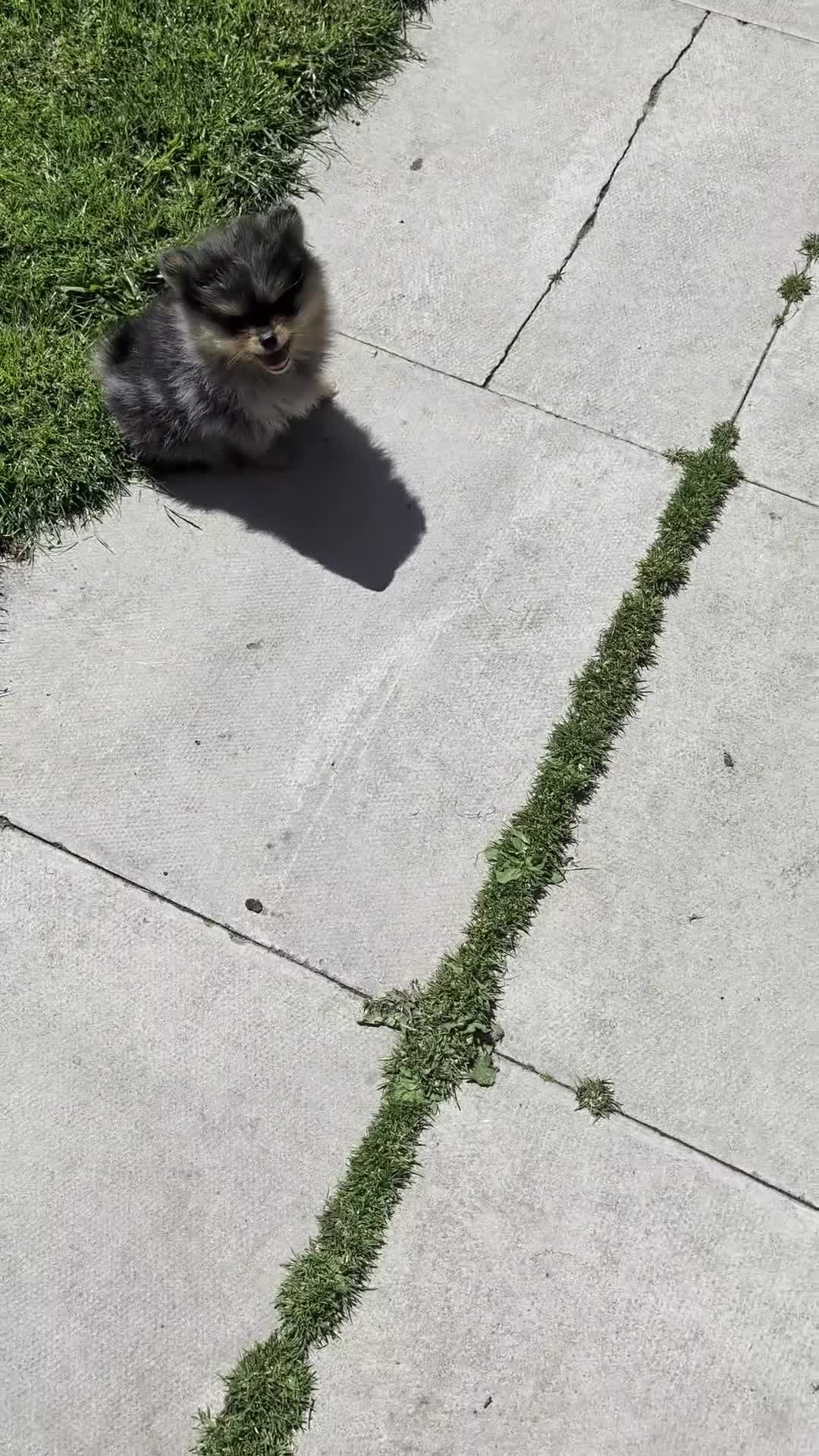 Pomeranian dogs for sale: Pedigree Pomeranian puppy's  - Video 1