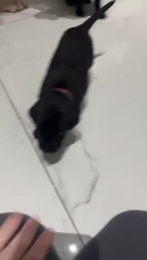 Labrador Retriever dogs for sale: 3 black labs  - Video 1