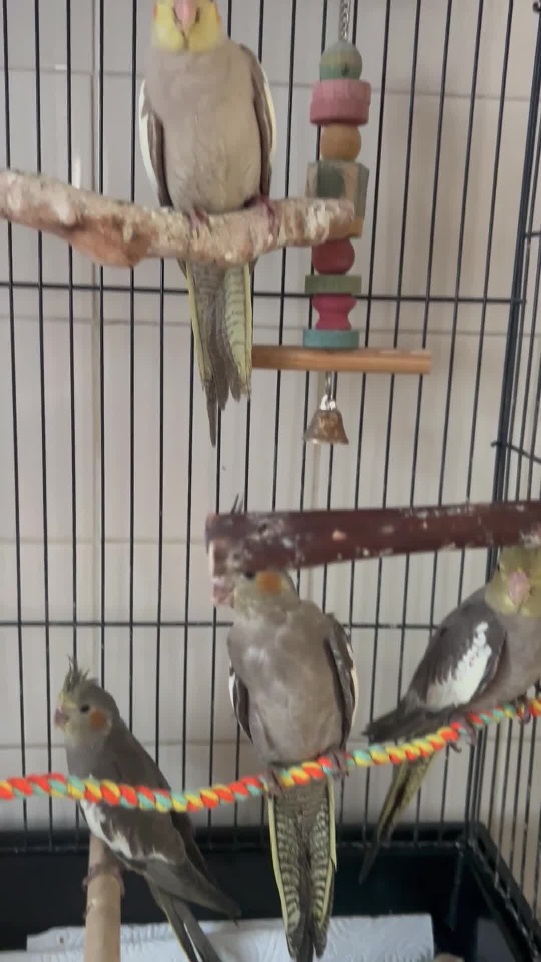 Cockatiels birds for sale: Silvercrest Cockatiels - Video 1