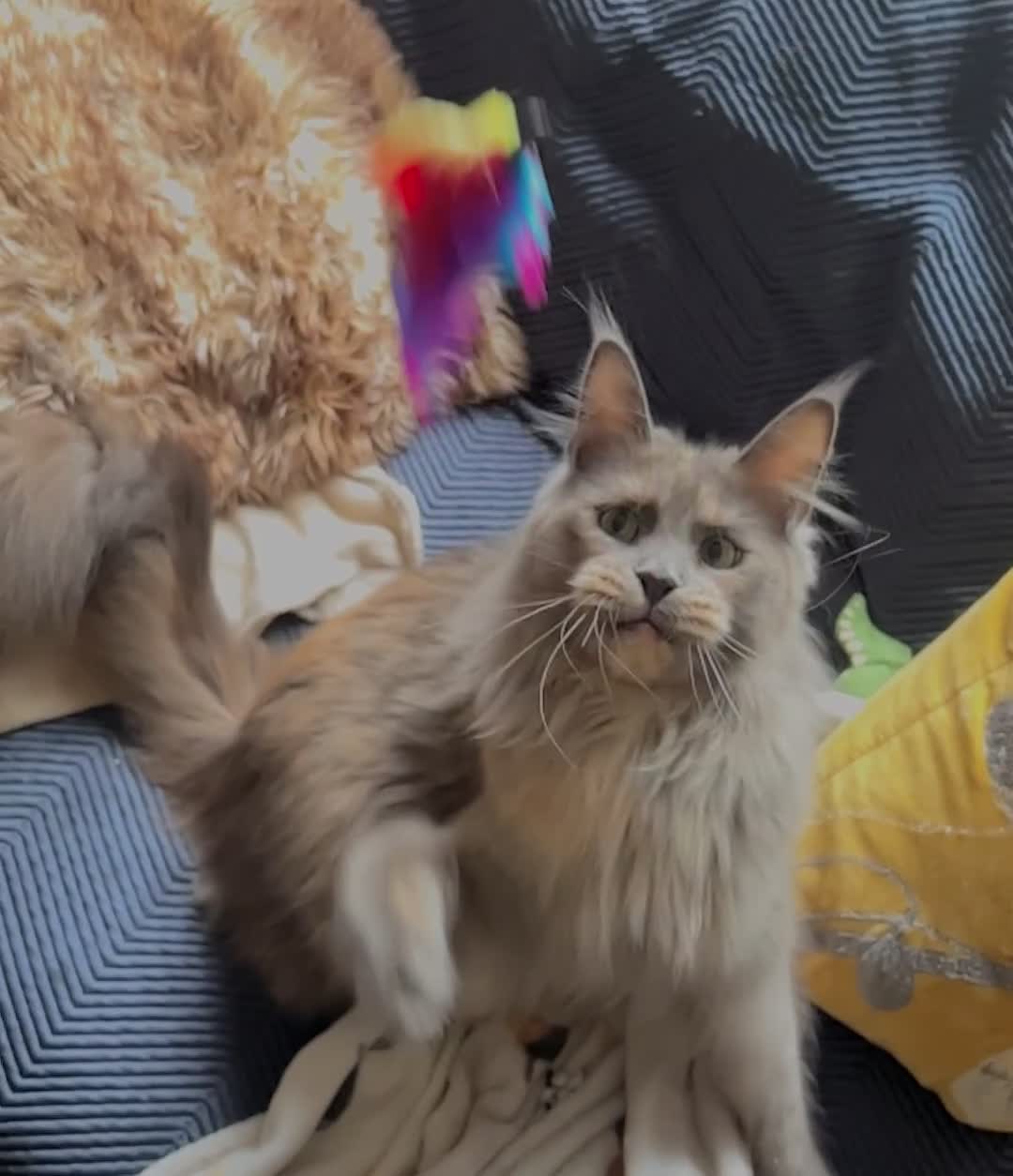 Maine Coon cats for sale: Beautiful big cream boys - Video 2