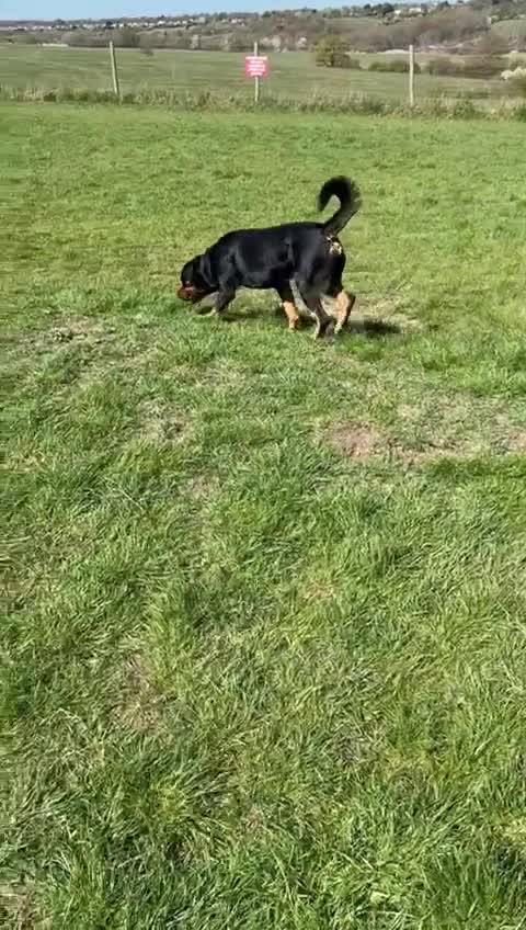 Rottweiler dogs for sale: 2 year old Rottweiler - Video 1