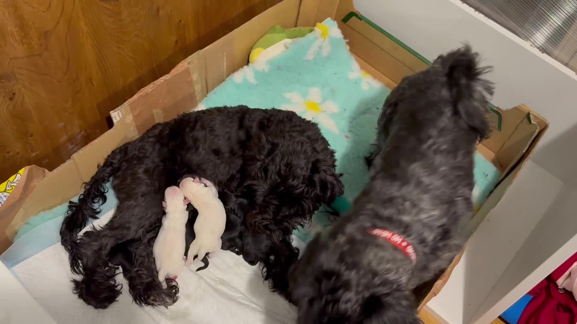 Miniature Schnauzer dogs for sale: 🎄🧑‍🎄Gorgeous KC Reg mini Schnauzers - Video 1