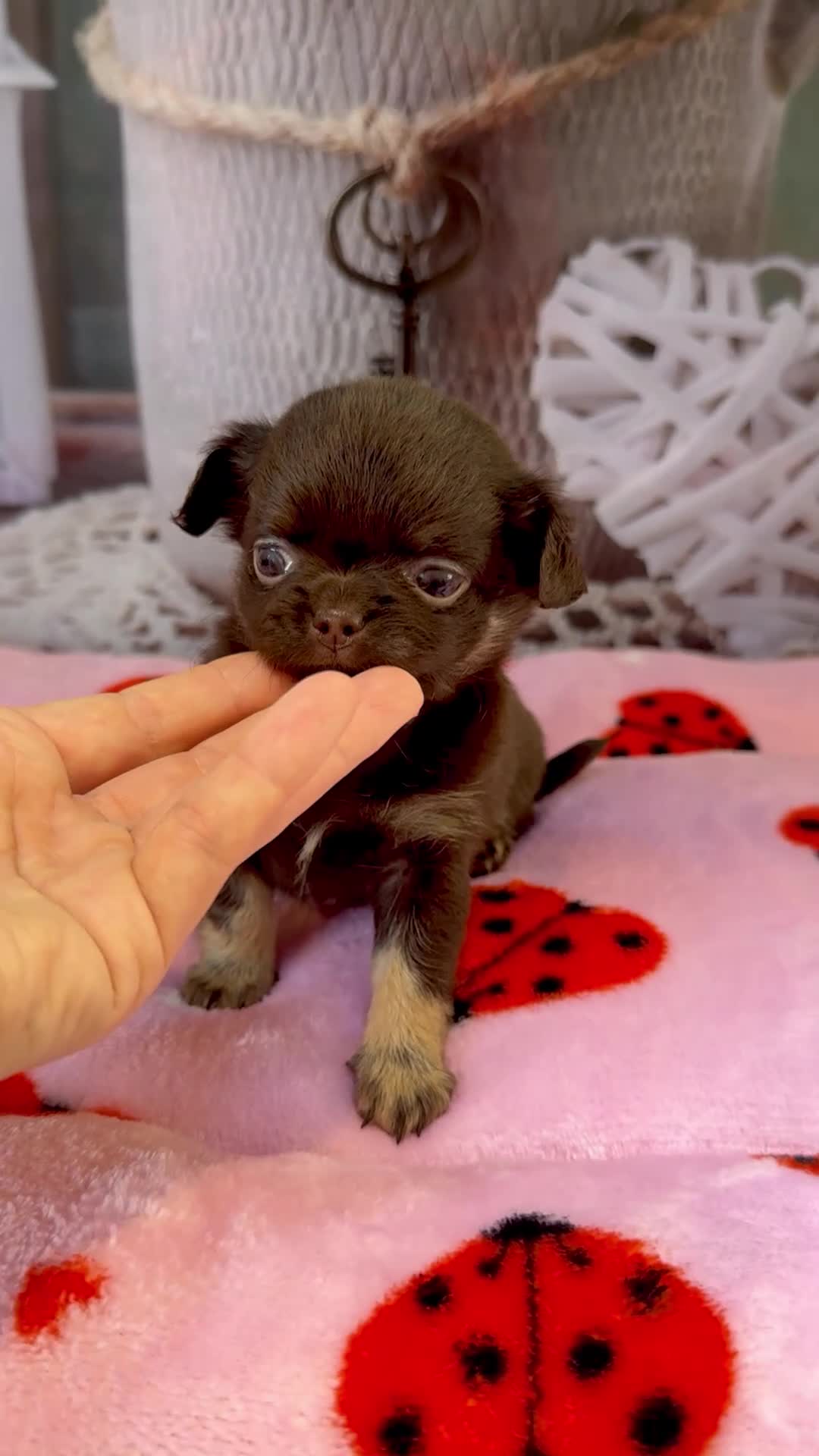 Chihuahua dogs for sale: 💜 Excotic long coated chihuahuas 💜 - Video 1