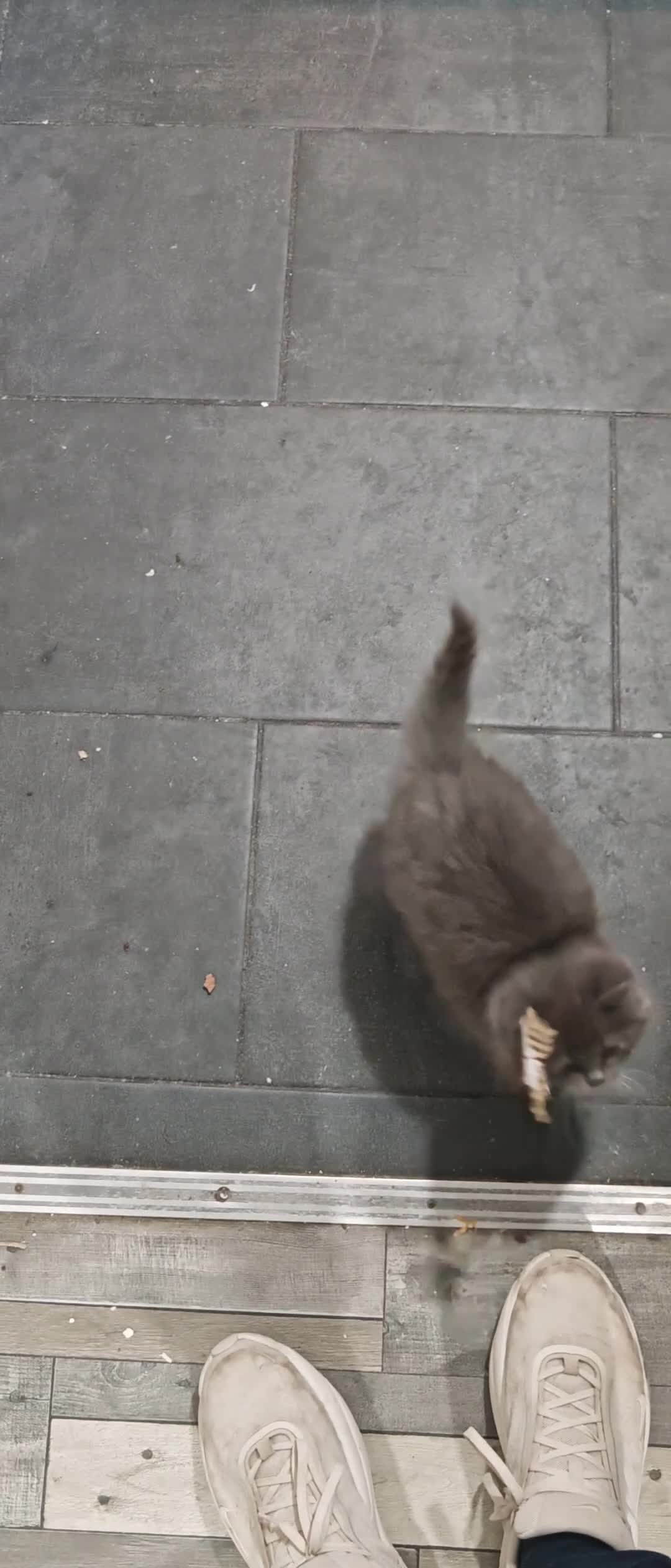Mixed Breed cats for sale: 🐾 Adorable Persian X Female Kittens For Sale🐾  - Video 3