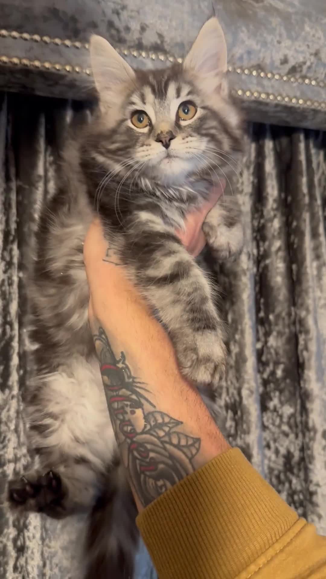 Maine Coon cats for sale: READY NOW..Silver XXL kittens  - Video 1