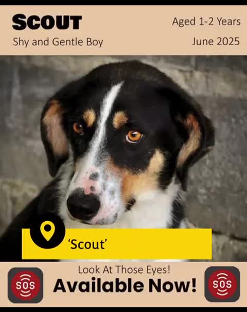 Mixed Breed dogs for adoption: Scout, 1-2 yrs old. Available for adoption  - Video 1