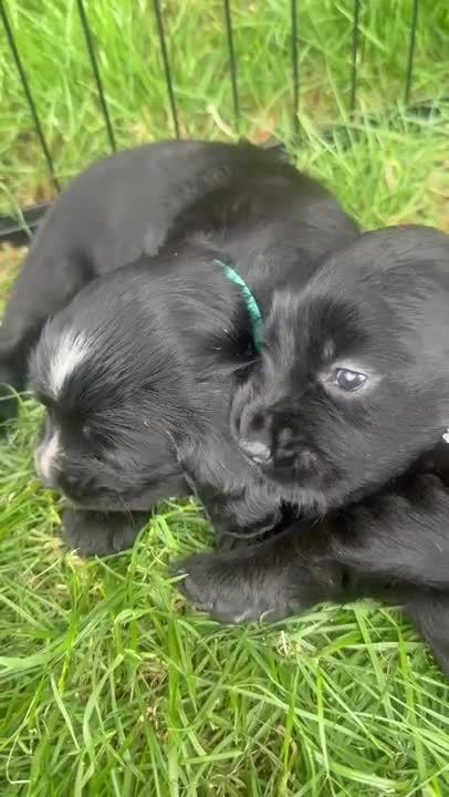 Cocker Spaniel dogs for sale: Working Cocker Spaniel Puppies in Eastbourne - Video 2