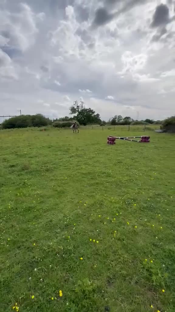Appaloosa horses for sale: 15.3 Appaloosa mare - Video 1