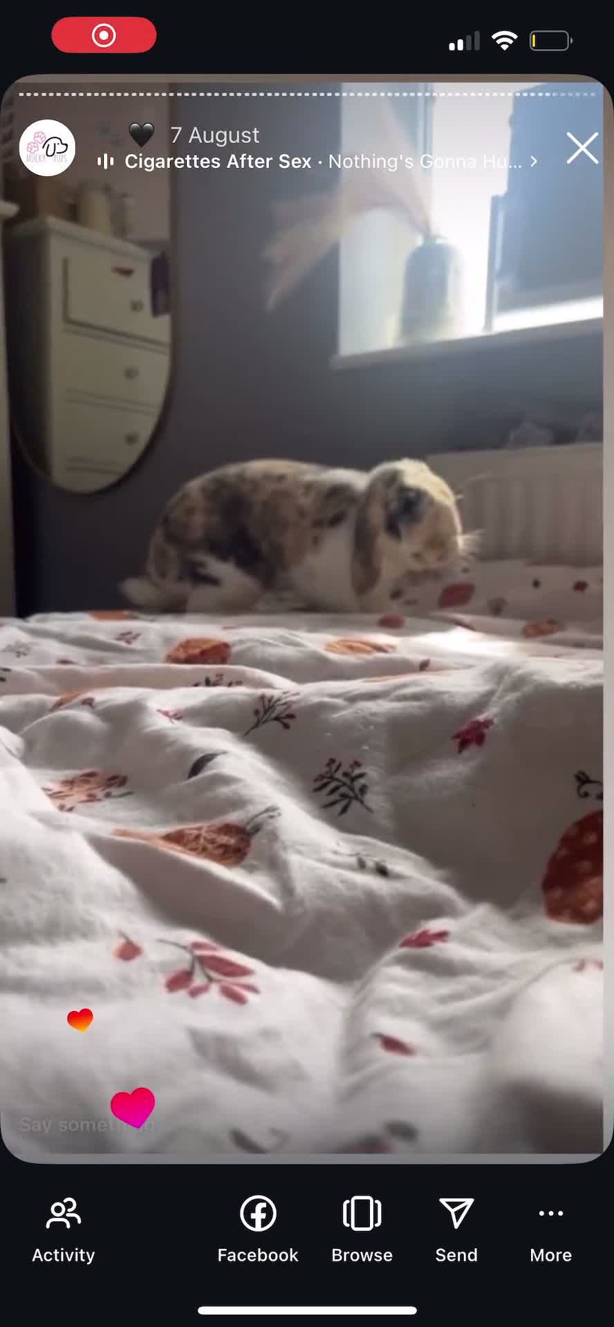 French Lop rabbits for sale: Rehoming my 11month old Male NEUTERED rabbit  - Video 1