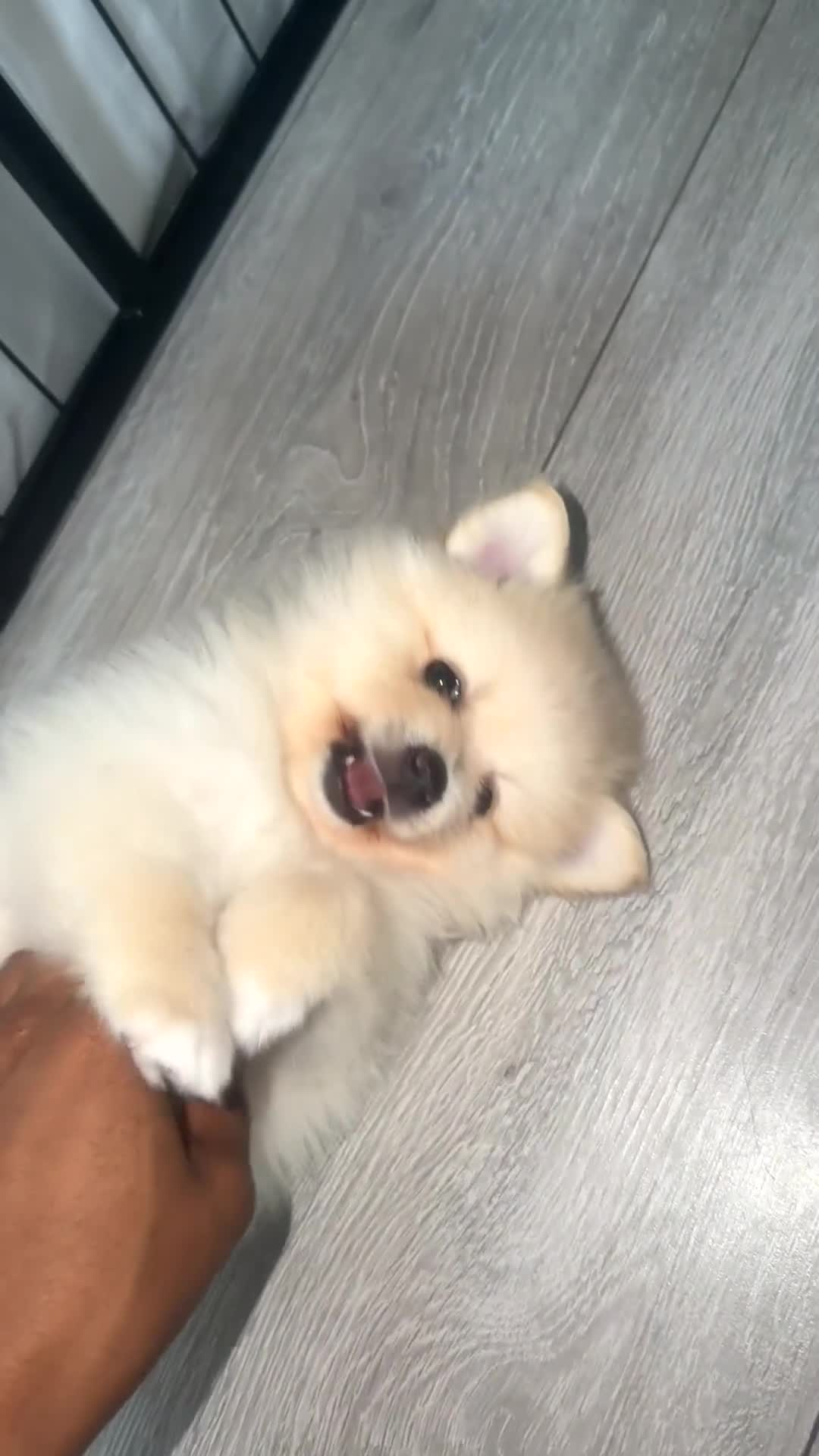 Pomsky dogs for sale: Versace – Stunning White Pomeranian Boy - Video 3