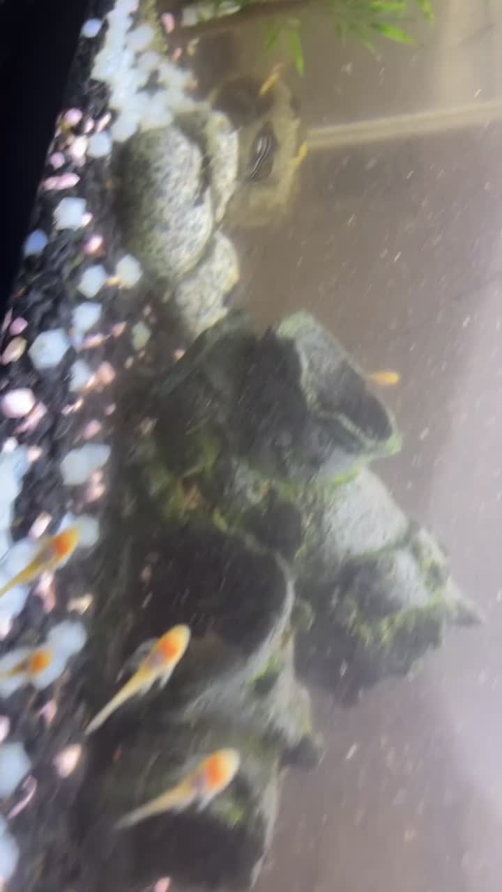 Plecos fish for sale: yellow albinos & black bristle nose plecos  in Milton Keynes - Video 1