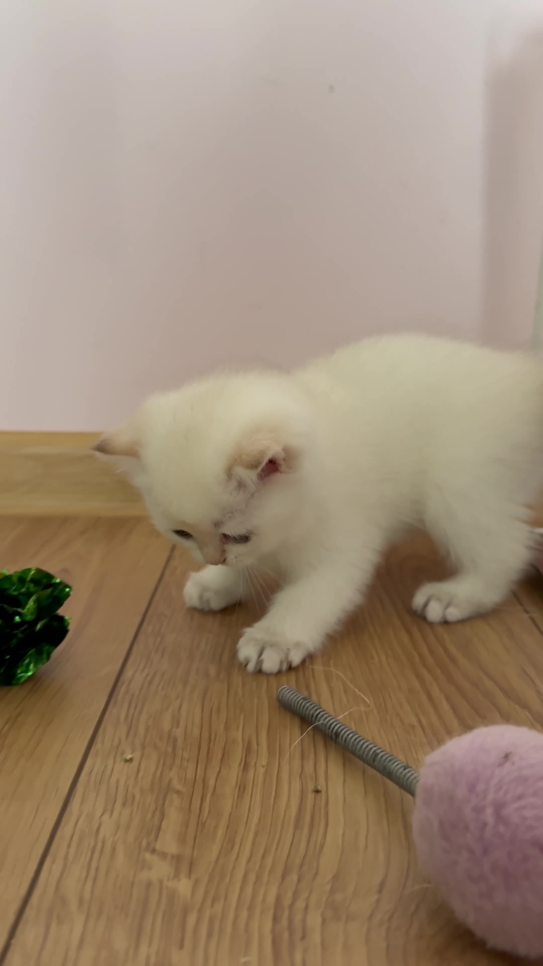 British Shorthair cats for sale: 🌟 Golden kittens. Fluffy happiness for you 🌟 - Video 1