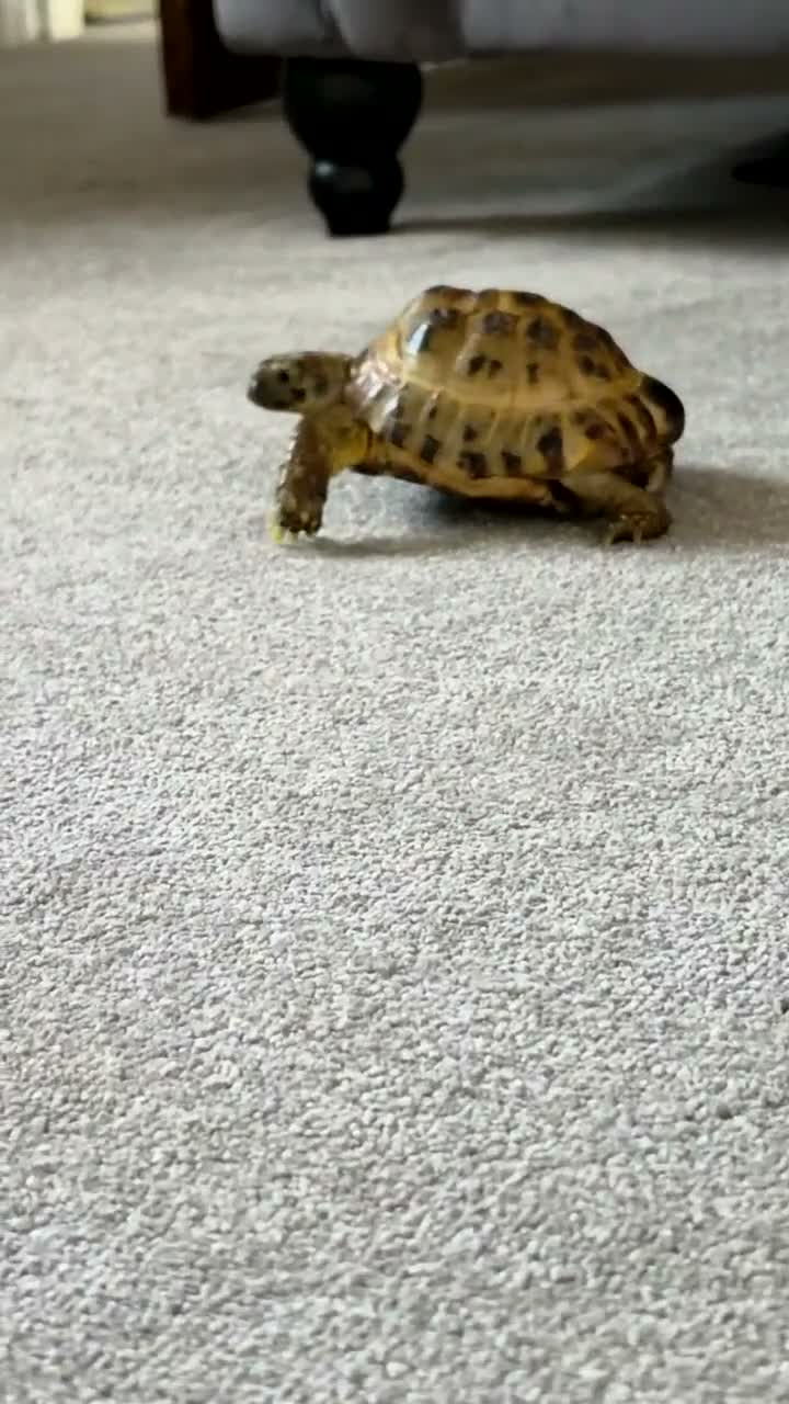 Hermann Tortoise reptiles for sale: Hermann tortoise  in Barnsley - Video 1