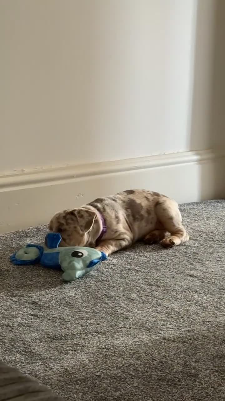 Mixed Breed dogs for sale: Ready to leave gorgeous French/ English bulldog  - Video 1