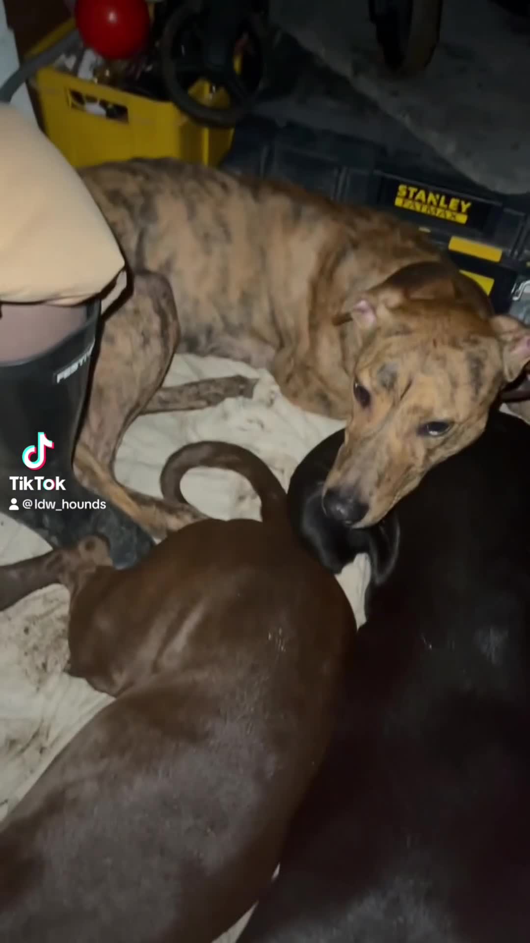 Mixed Breed dogs for sale: Patterdale x lurcher in Bracknell - Video 2
