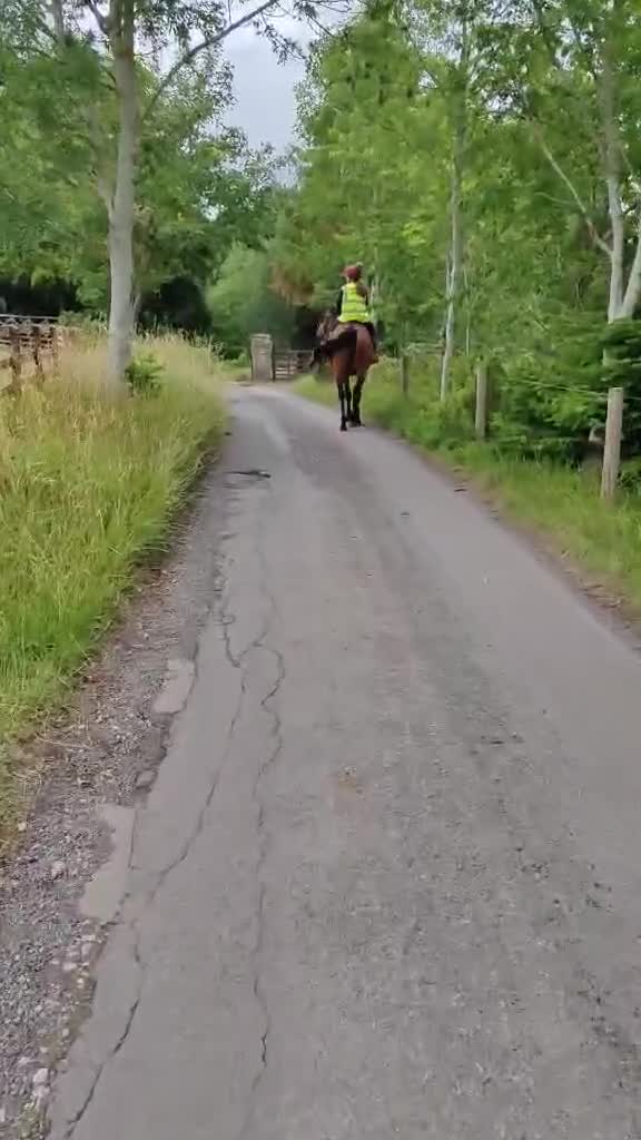 Irish Thoroughbred horses for sale: Exceptional Chunky Tb bright bay horse For sale  - Video 3