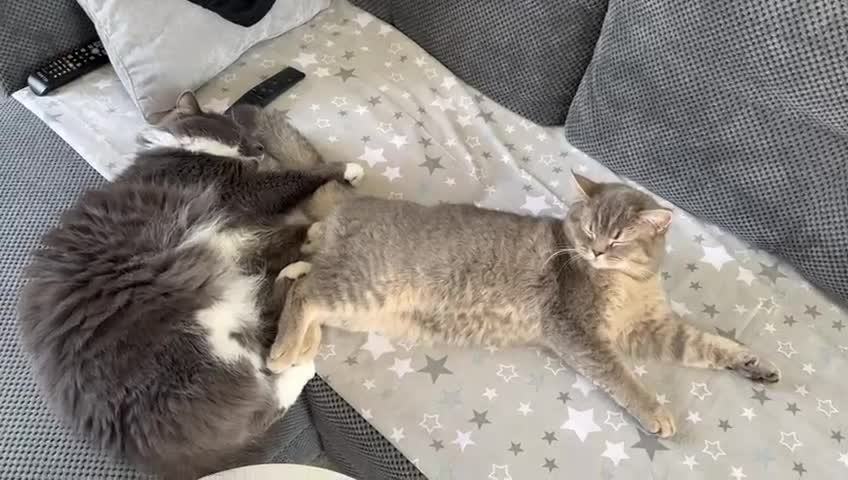 Norwegian Forest Cat cats for stud: Fluffy Romeo Seeking His Juliet – Meet Felix! in Bristol - Video 1