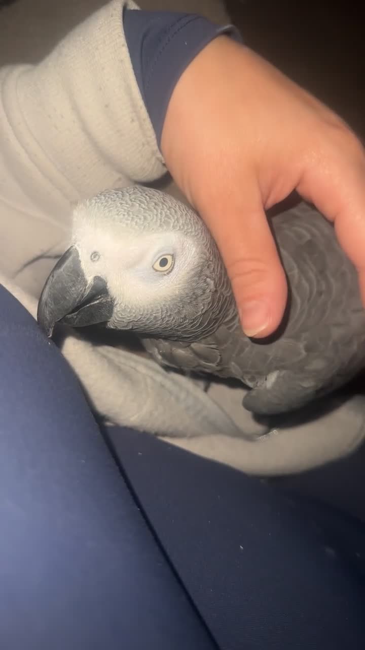 Parrots birds for sale: African grey parrot – Smokey – Loving Home Wanted - Video 4