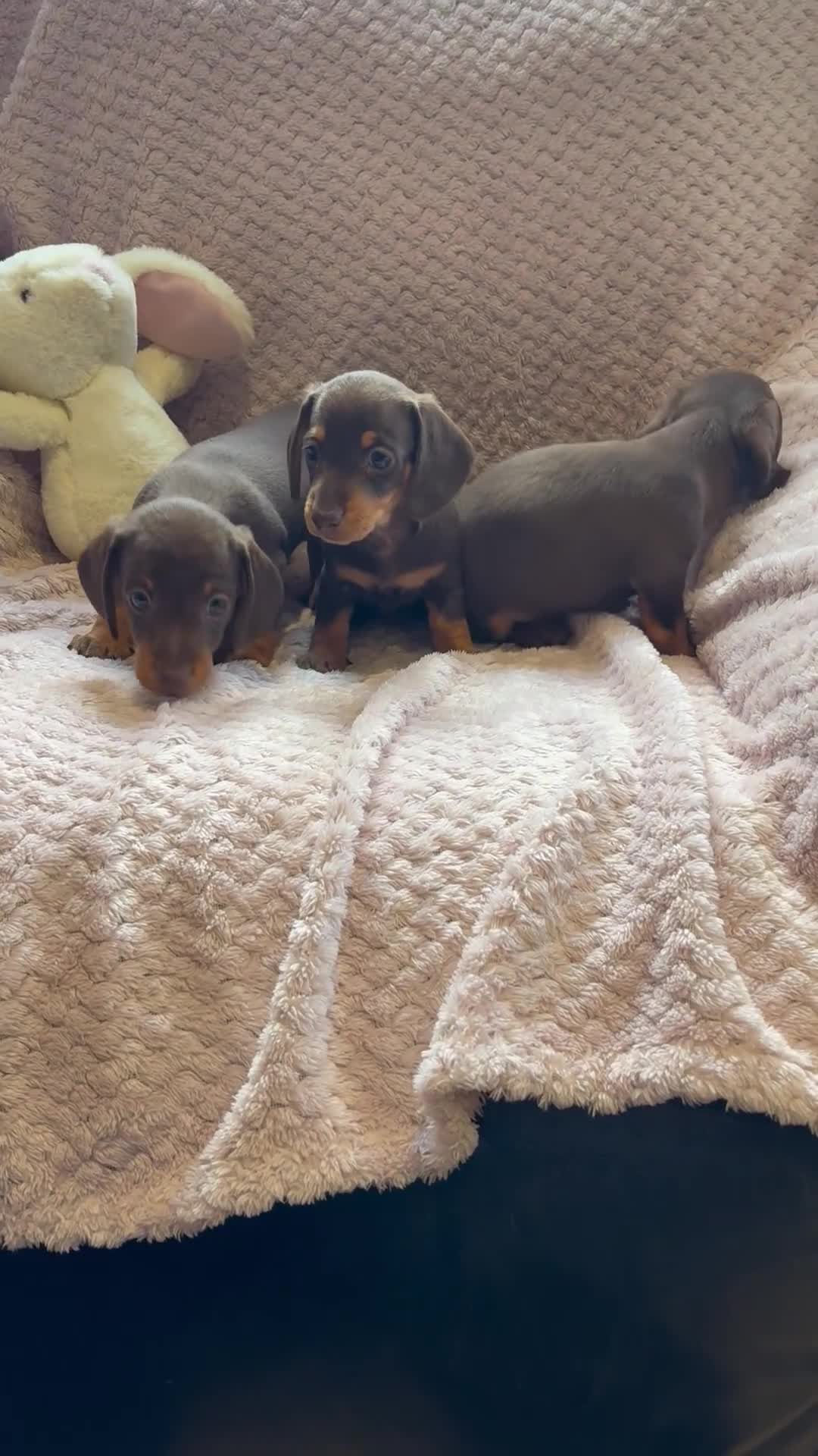 Miniature Dachshund dogs for sale: True miniature dachshund puppies  - Video 1