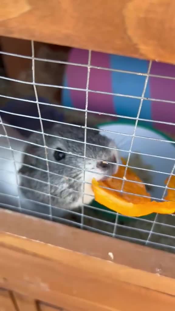 Guinea Pig rodents for sale: Male Guinea Pig For Sale in Sittingbourne - Video 1