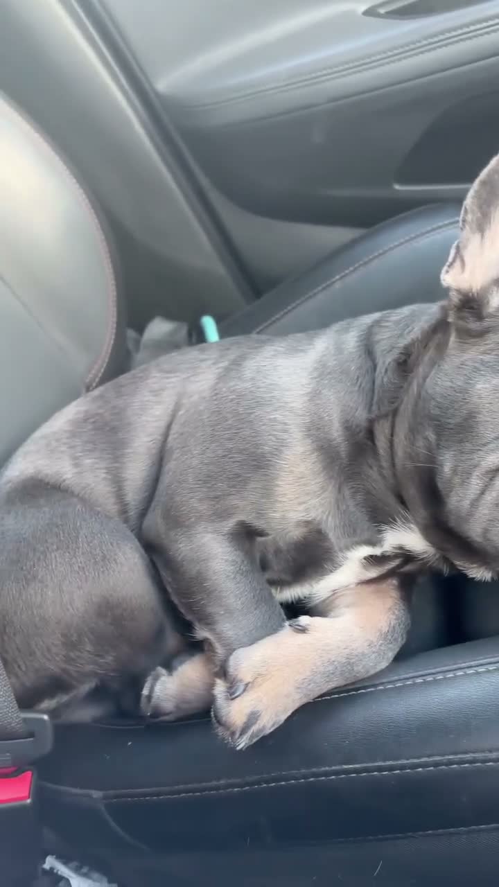 French Bulldog dogs for sale: River (please read description in full) - Video 1