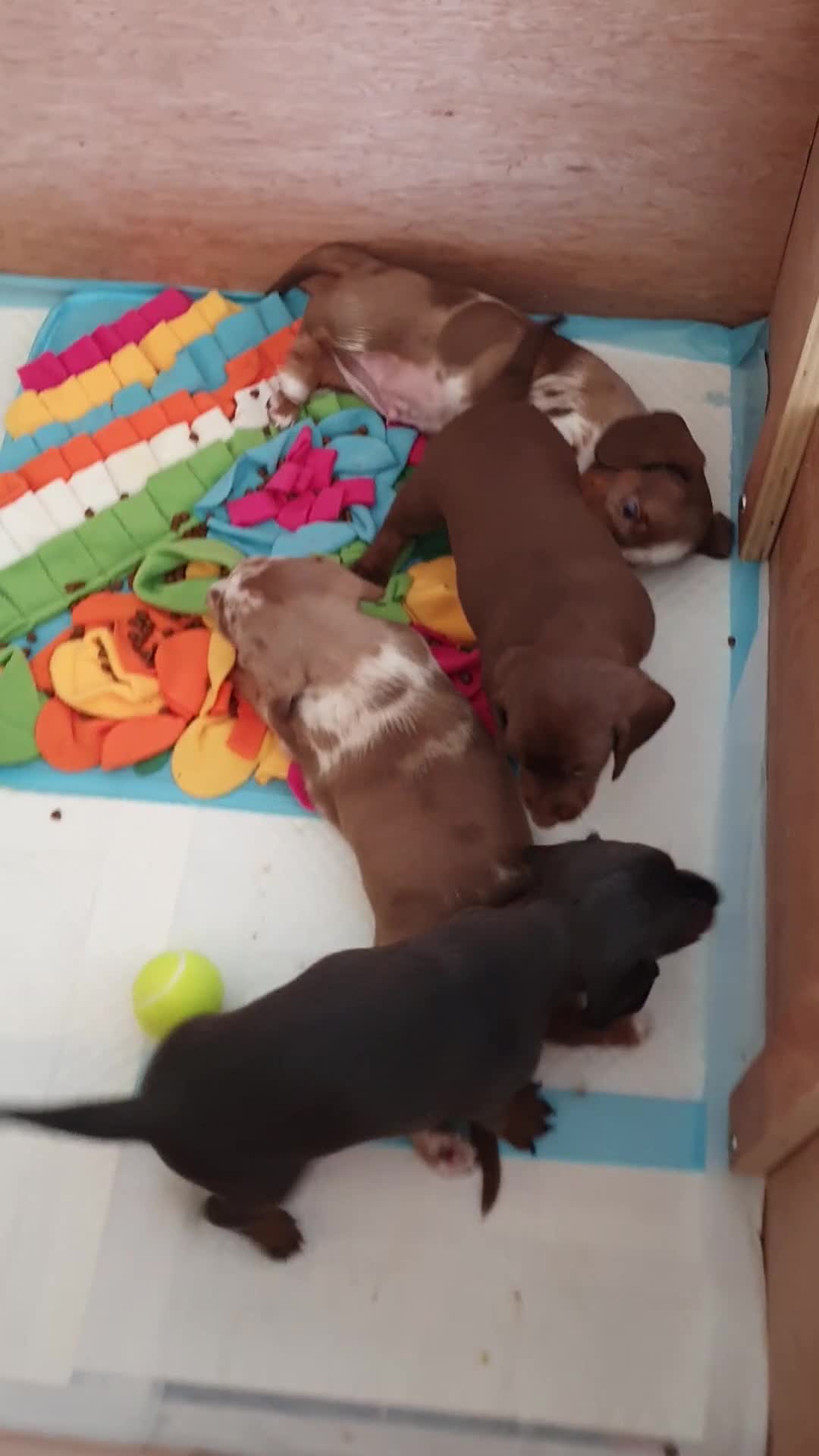 Dachshund dogs for sale: Miniature Dacshund  - Video 3